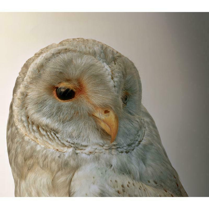 Aidan O'Rourke: 365: Volume 1